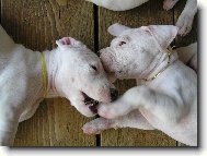 Dogo Argentino