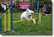 Coton de Tulear