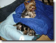 Jorkšírský terier, Yorkshire Terrier,