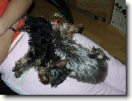 Jorkšírský terier, Yorkshire Terrier,
