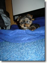 Jorkšírský terier, Yorkshire Terrier,