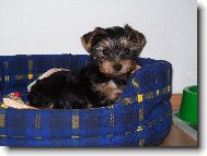 Jorkšírský terier, Yorkshire Terrier,