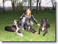 Deutsche Dogge