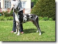 Deutsche Dogge
