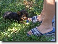 Jorkšírský terier, Yorkshire Terrier,