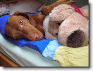 Rövidszörü Magyar Vizsla, Hungarian Short-haired Pointing Dog