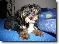 Jorkšírský terier, Yorkshire Terrier,