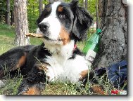 Berner Sennenhund
