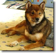 Shiba