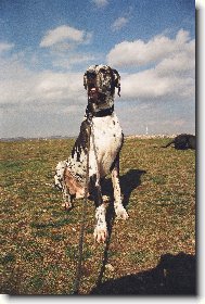 Deutsche Dogge