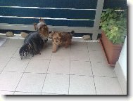 Jorkšírský terier, Yorkshire Terrier,