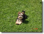 Jorkšírský terier, Yorkshire Terrier,