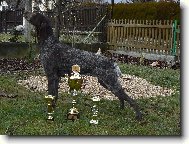 Deutscher Kurzhaariger Vorstehhund
