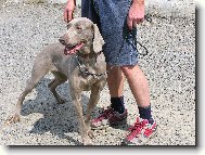 Weimaraner, Weimaraner Vorsterhund