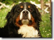 Berner Sennenhund