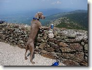 Weimaraner, Weimaraner Vorsterhund