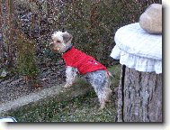 Jorkšírský terier, Yorkshire Terrier,