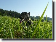 Bull Terrier