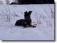 Schnauzer