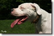 Dogo Argentino