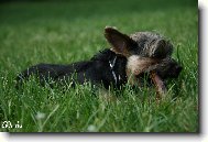 Jorkšírský terier, Yorkshire Terrier,