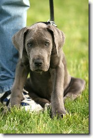 Deutsche Dogge
