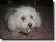 Bichon á poil frisé, Bichon Frise
