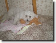 Bichon á poil frisé, Bichon Frise