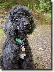 Poodle, Caniche