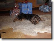 Jorkšírský terier, Yorkshire Terrier,
