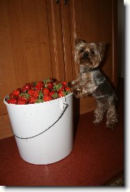 Jorkšírský terier, Yorkshire Terrier,