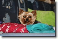 Jorkšírský terier, Yorkshire Terrier,