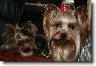 Jorkšírský terier, Yorkshire Terrier,