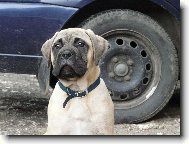 Bullmastiff
