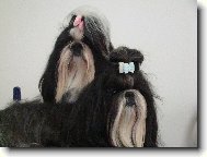 icu, Shih-Tzu