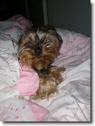 Jorkšírský terier, Yorkshire Terrier,
