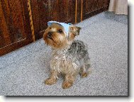 Jorkšírský terier, Yorkshire Terrier,