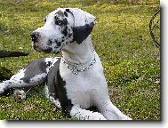 Deutsche Dogge