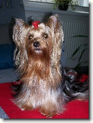 Jorkšírský terier, Yorkshire Terrier,