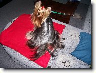 Jorkšírský terier, Yorkshire Terrier,
