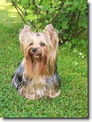Jorkšírský terier, Yorkshire Terrier,