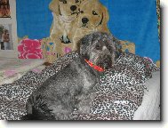Czech Terrier