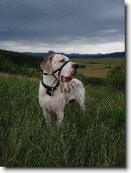 Deutsche Dogge
