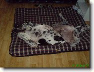 Deutsche Dogge