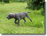 Deutsche Dogge