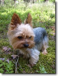 Jorkšírský terier, Yorkshire Terrier,