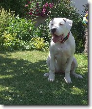 Dogo Argentino