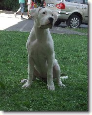 Dogo Argentino
