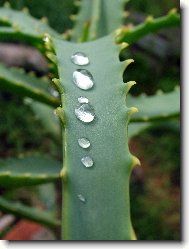 Aloe