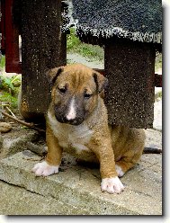 Bull Terrier